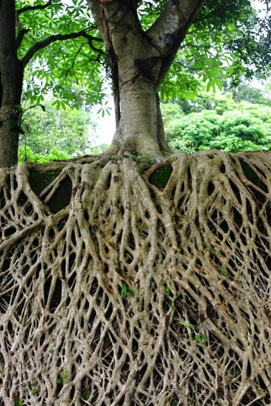Rooting Down, Rising Tall: Our Guide to Growth